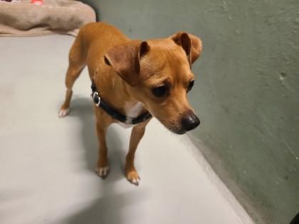 Pinto, Adoptable, Young Male Chihuahua & Mixed Breed.