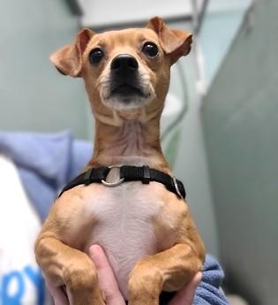 Enlarge Pinto, a Adoptable mixed breed in Seattle, WA image 2/2