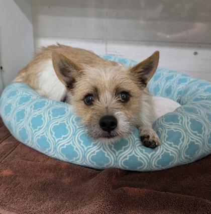 Enlarge Caramel, a ADOPTABLE mixed breed in Cary, NC image 4/4