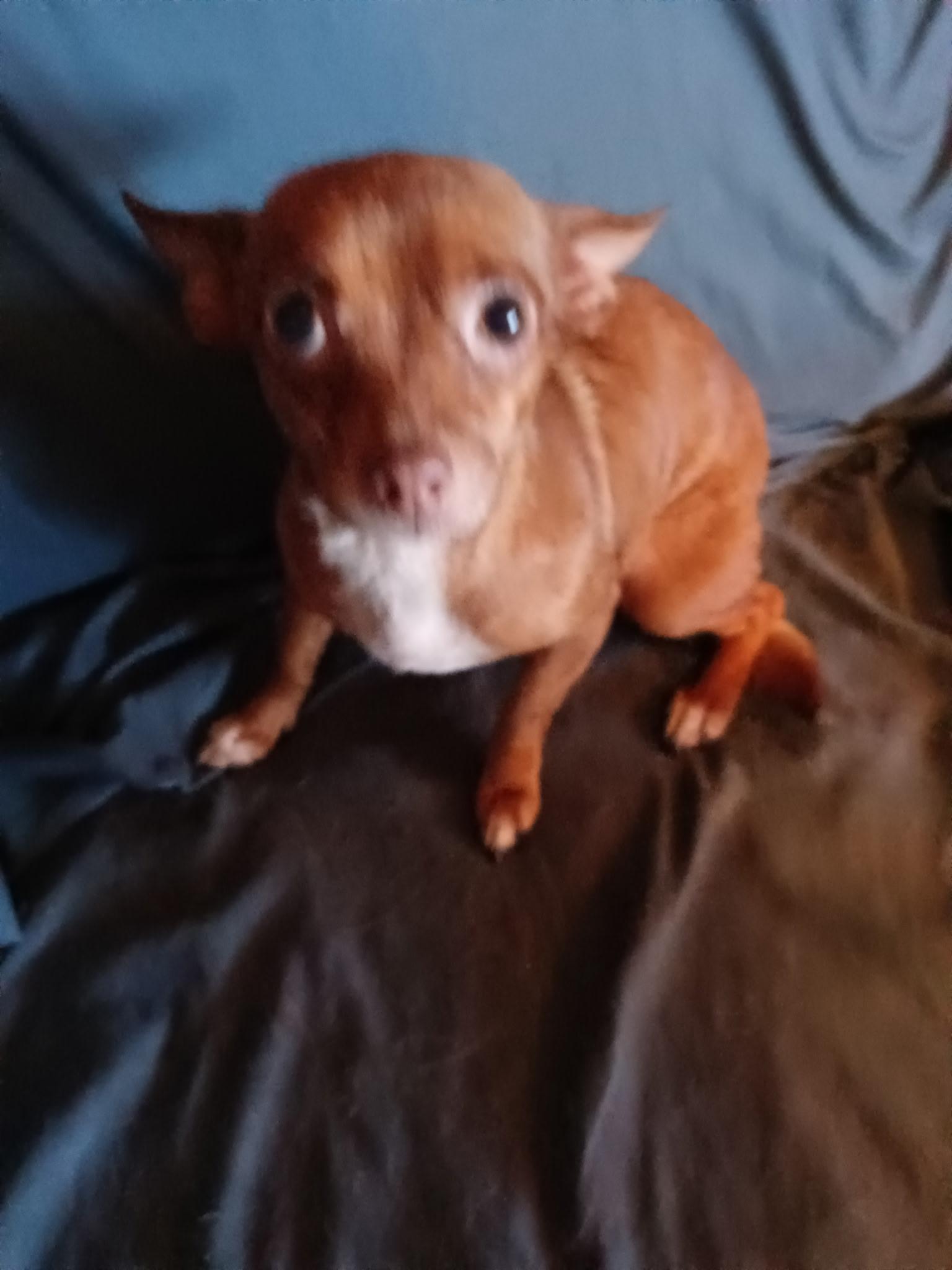 Enlarge Daisy, an adopted Chiweenie in Eustis, FL image 3/3