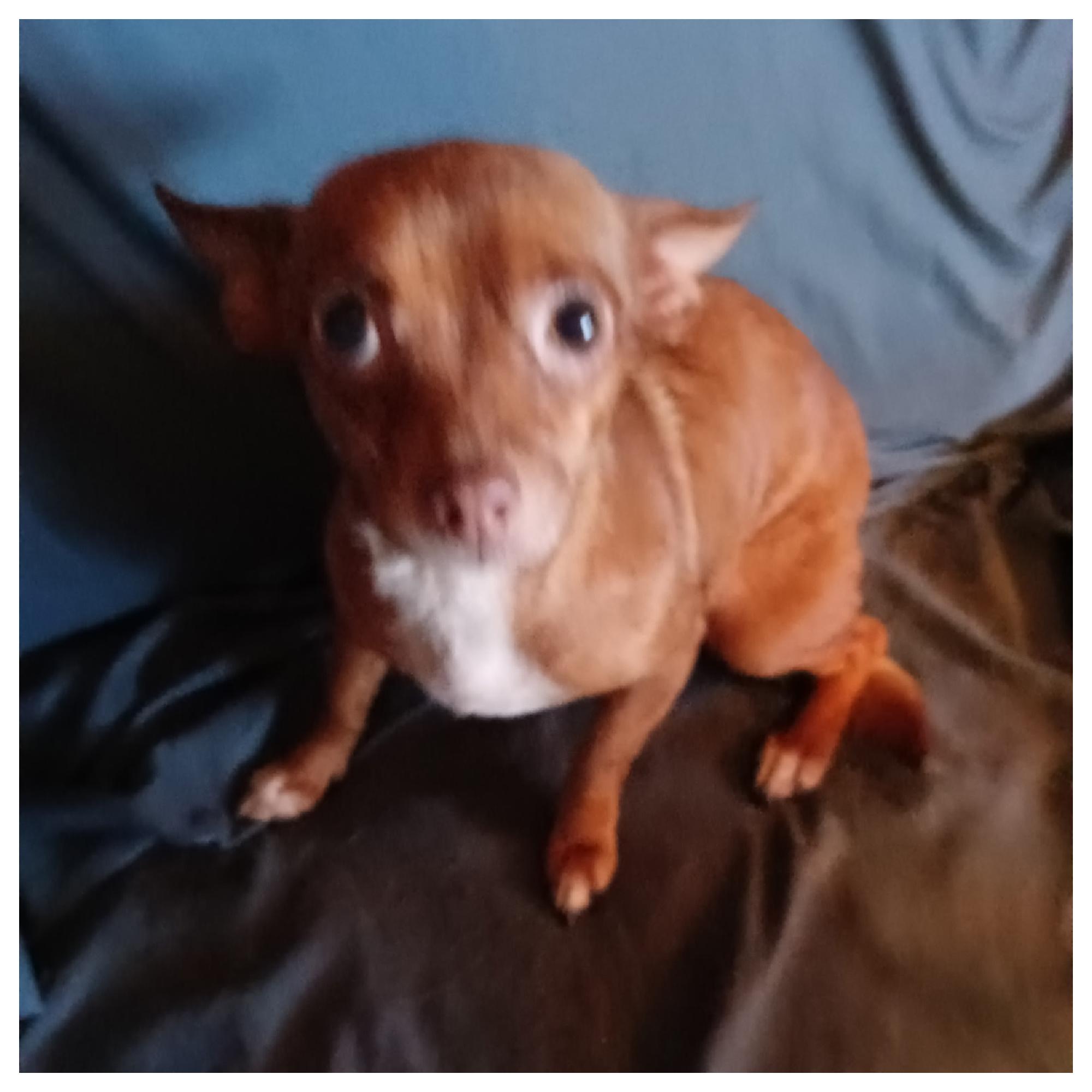 Enlarge Daisy, an adopted Chiweenie in Eustis, FL image 2/3