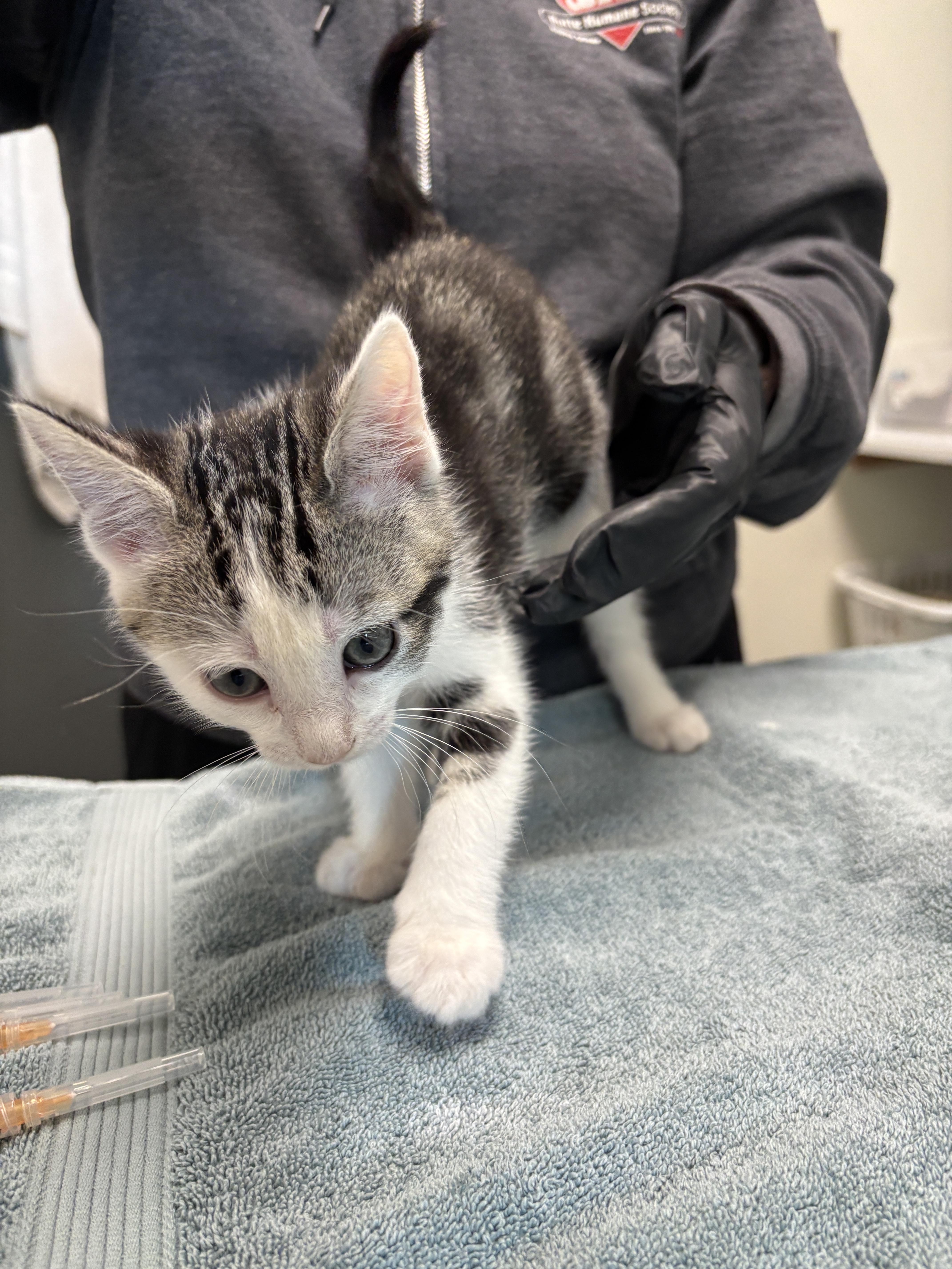 Mars, Adopted, Young Male Domestic Short Hair.