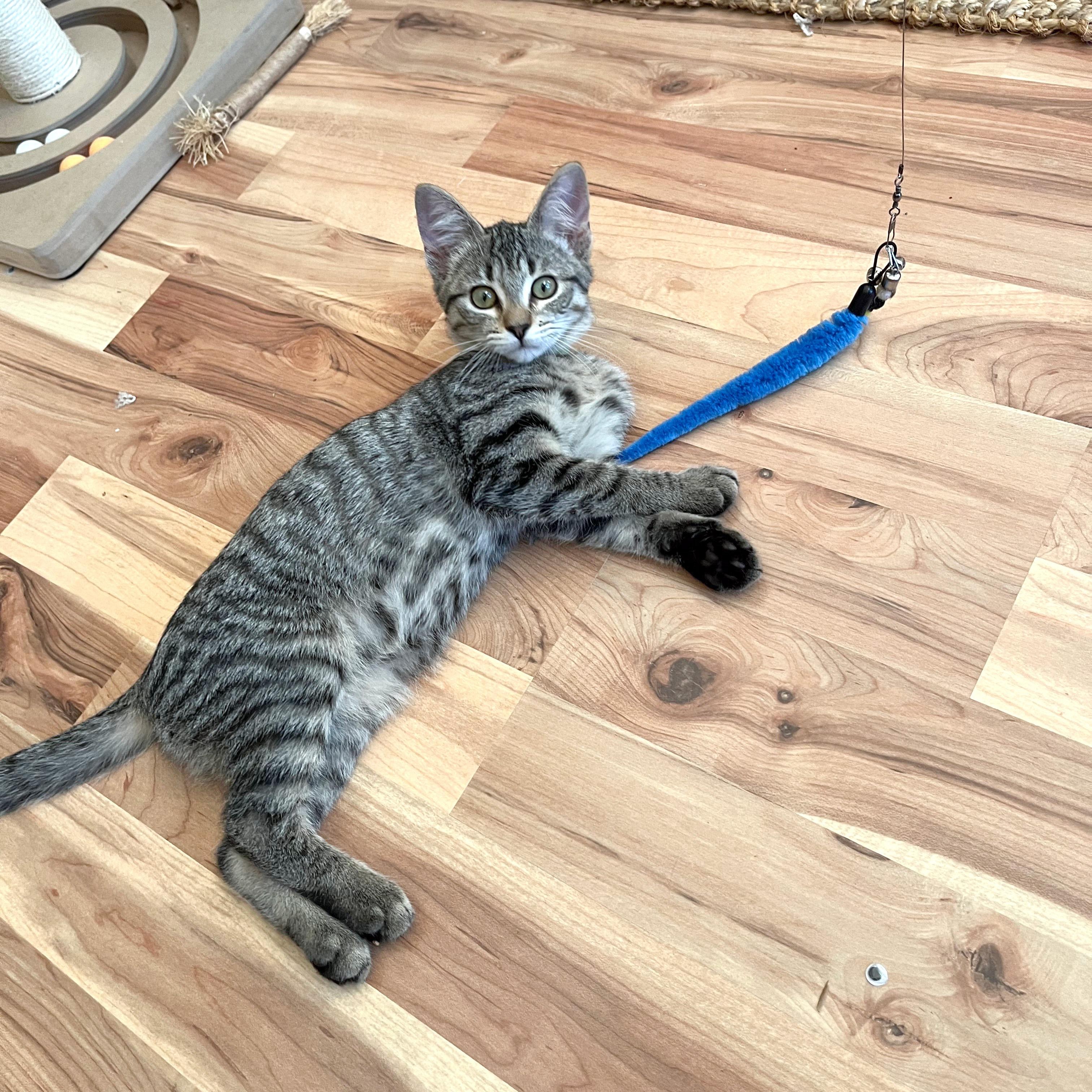 Mashed Potatoes, a ADOPTABLE Domestic Short Hair in Apex, NC image 1/5