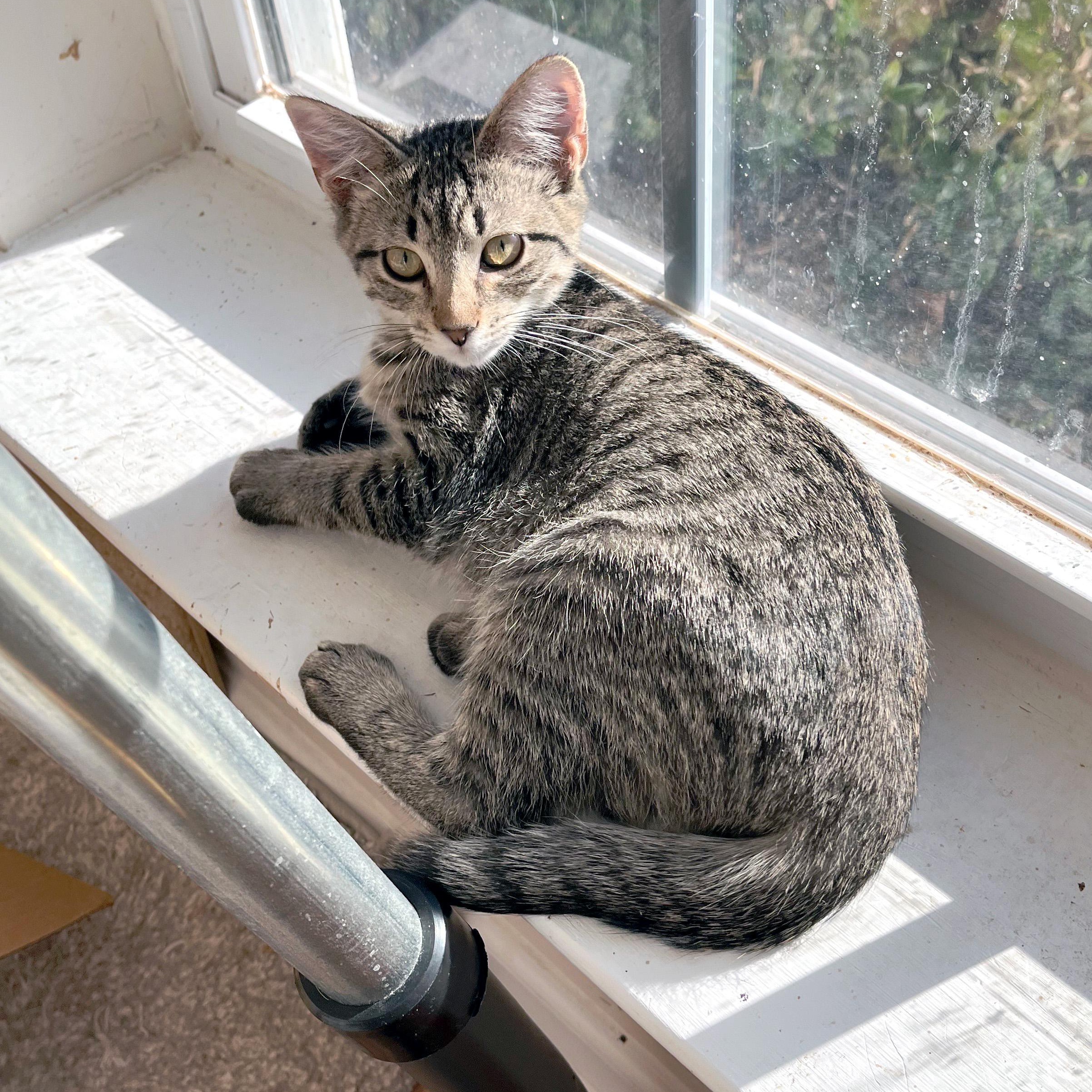Mashed Potatoes, a ADOPTABLE Domestic Short Hair in Apex, NC image 3/5
