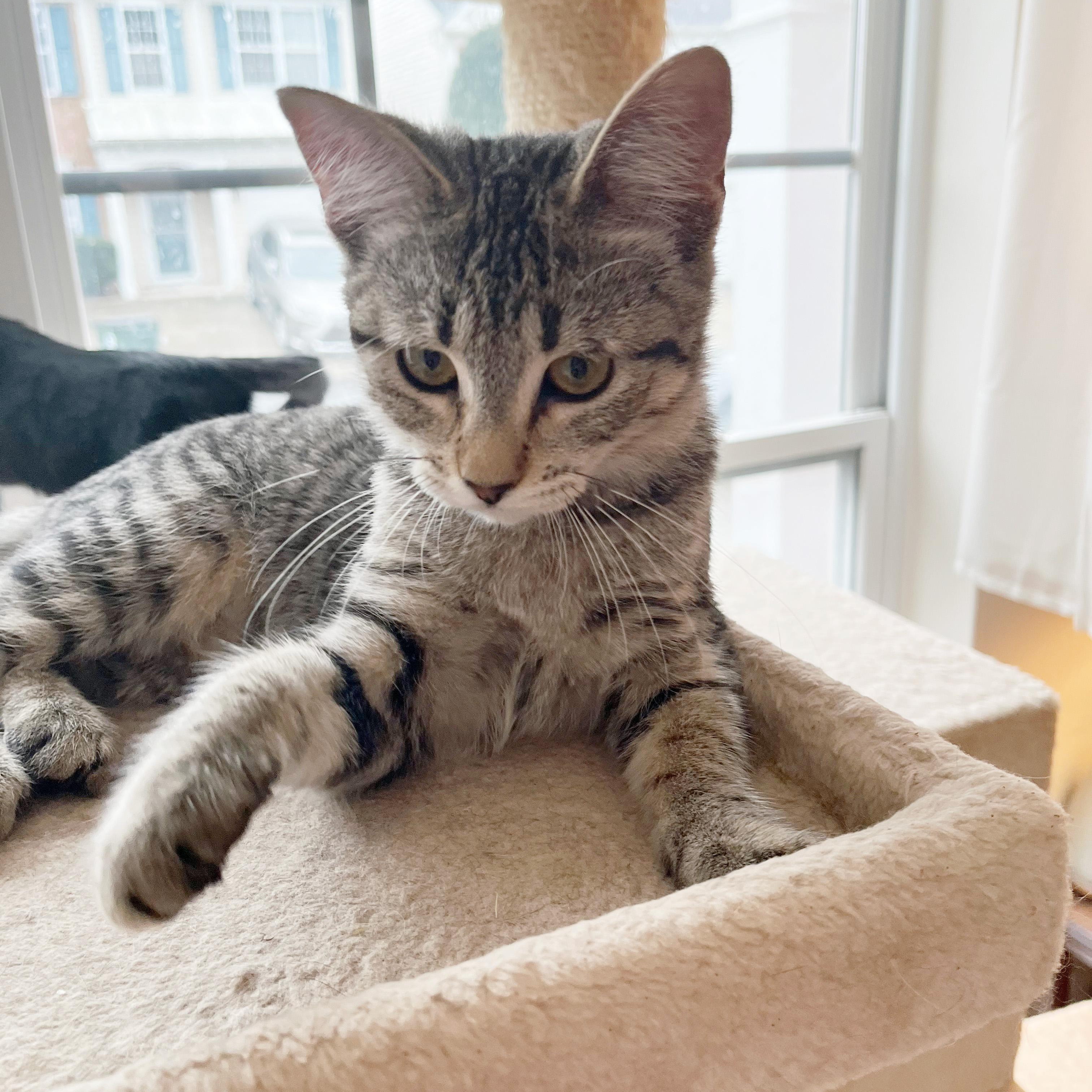 Mashed Potatoes, a ADOPTABLE Domestic Short Hair in Apex, NC image 5/5