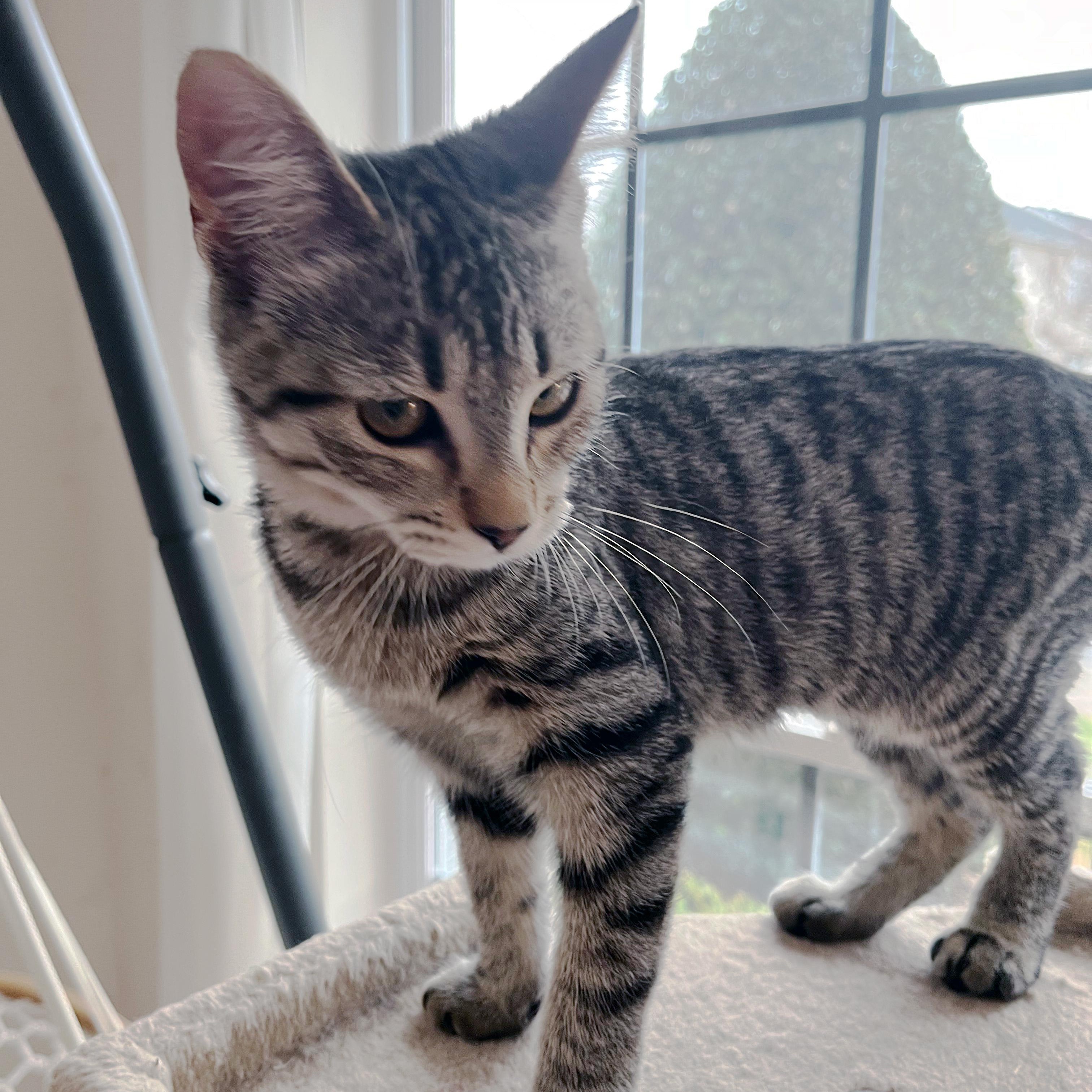 Mashed Potatoes, a ADOPTABLE Domestic Short Hair in Apex, NC image 4/5