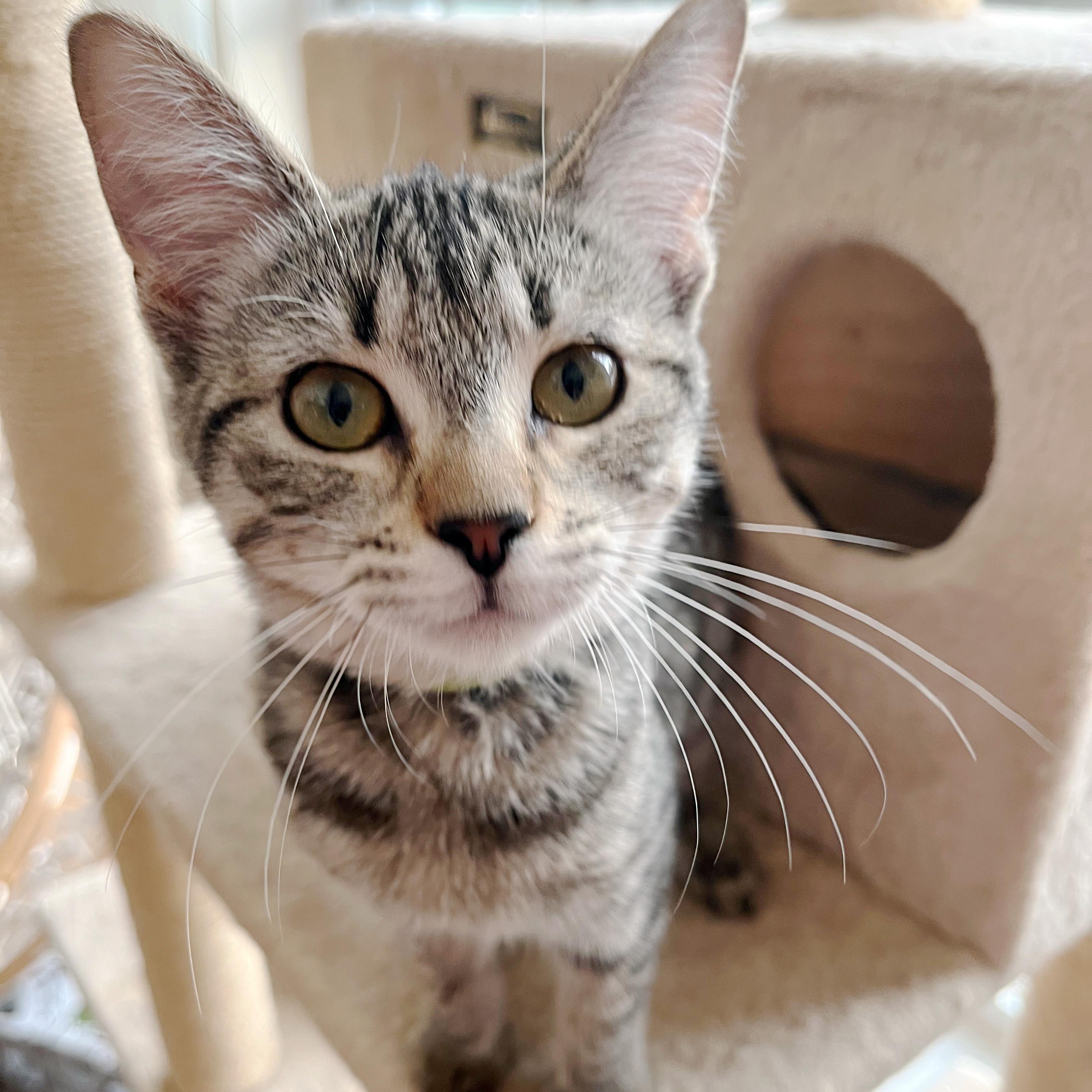 Mashed Potatoes, a ADOPTABLE Domestic Short Hair in Apex, NC image 2/5