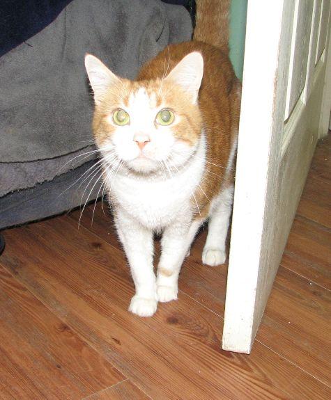 Dooley, a Adoptable Domestic Short Hair in Lawrenceburg, KY image 6/6