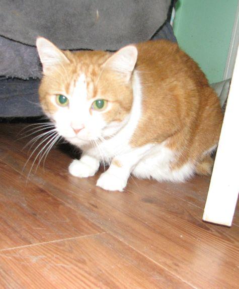 Dooley, a Adoptable Domestic Short Hair in Lawrenceburg, KY image 5/6