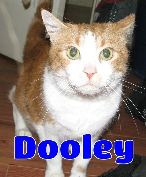 Dooley, a Adoptable Domestic Short Hair in Lawrenceburg, KY image 2/6