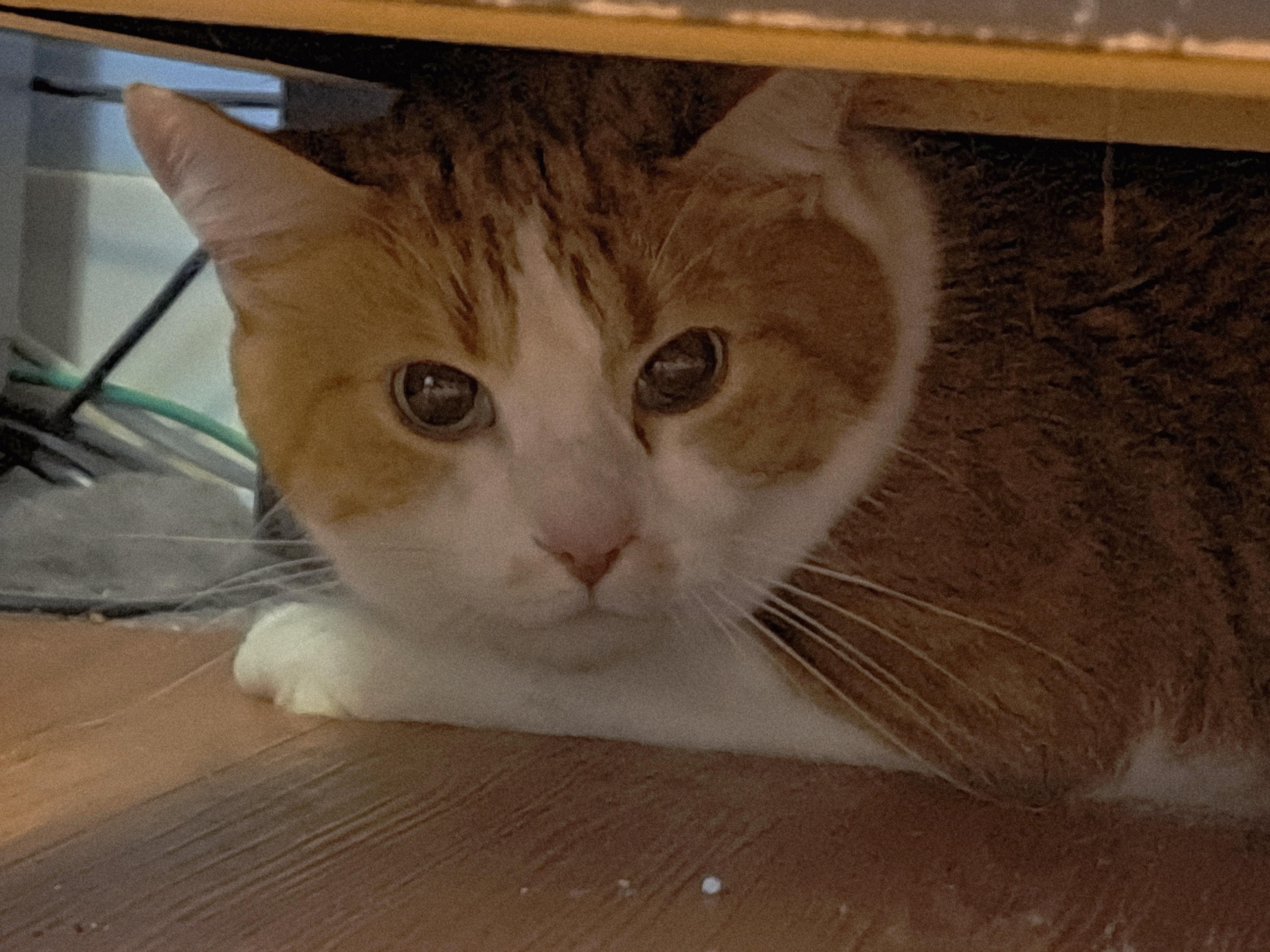 Dooley, Adoptable, Senior Male Domestic Short Hair.