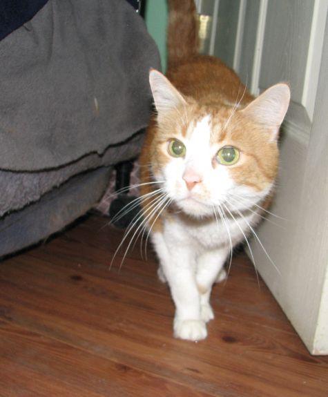 Dooley, a Adoptable Domestic Short Hair in Lawrenceburg, KY image 3/6