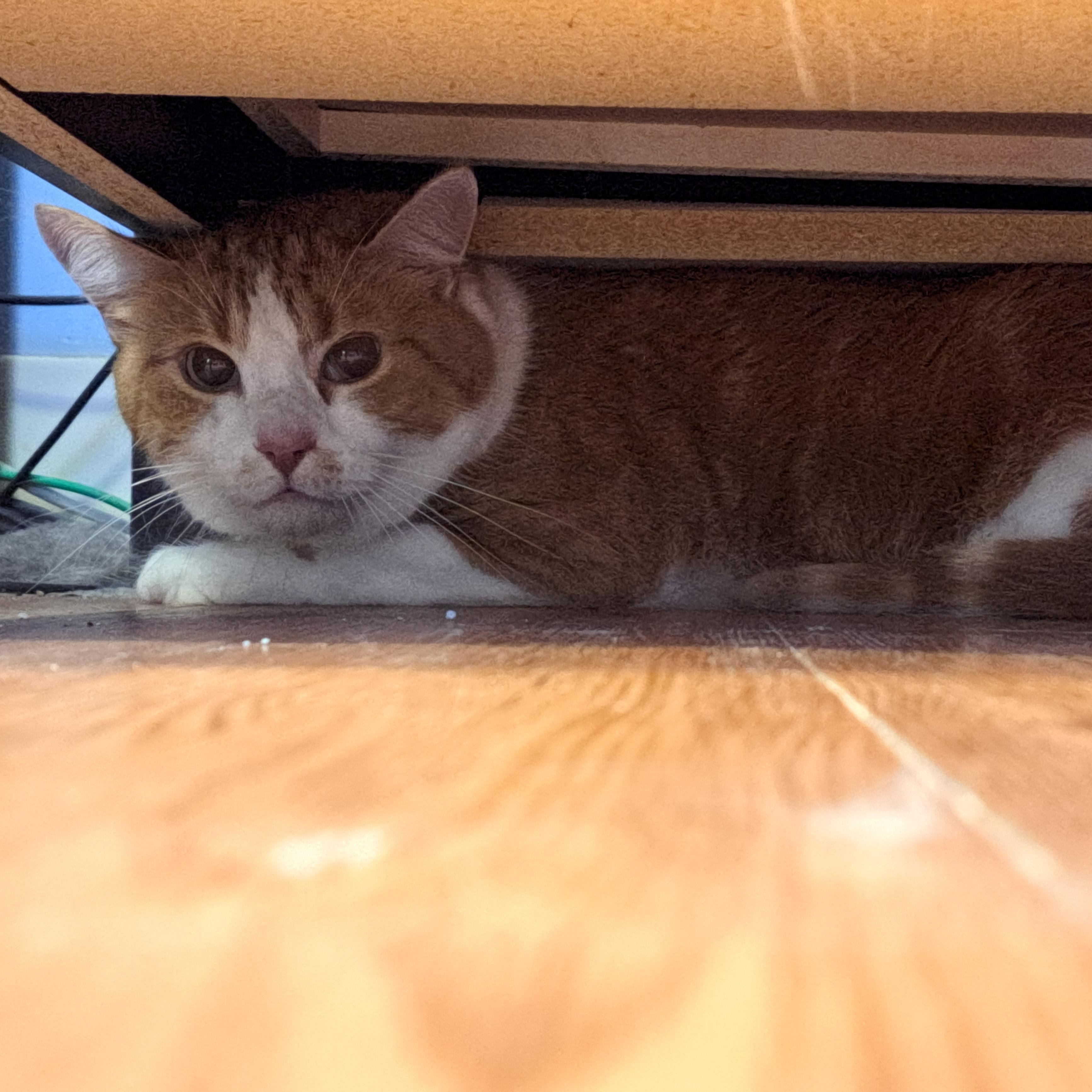 Dooley, a Adoptable Domestic Short Hair in Lawrenceburg, KY image 3/3