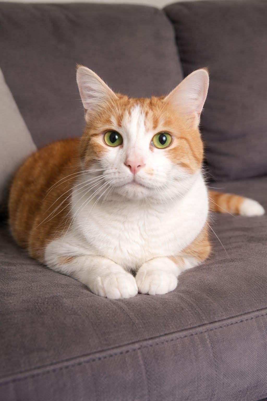 Dooley, a Adoptable Domestic Short Hair in Lawrenceburg, KY image 1/6