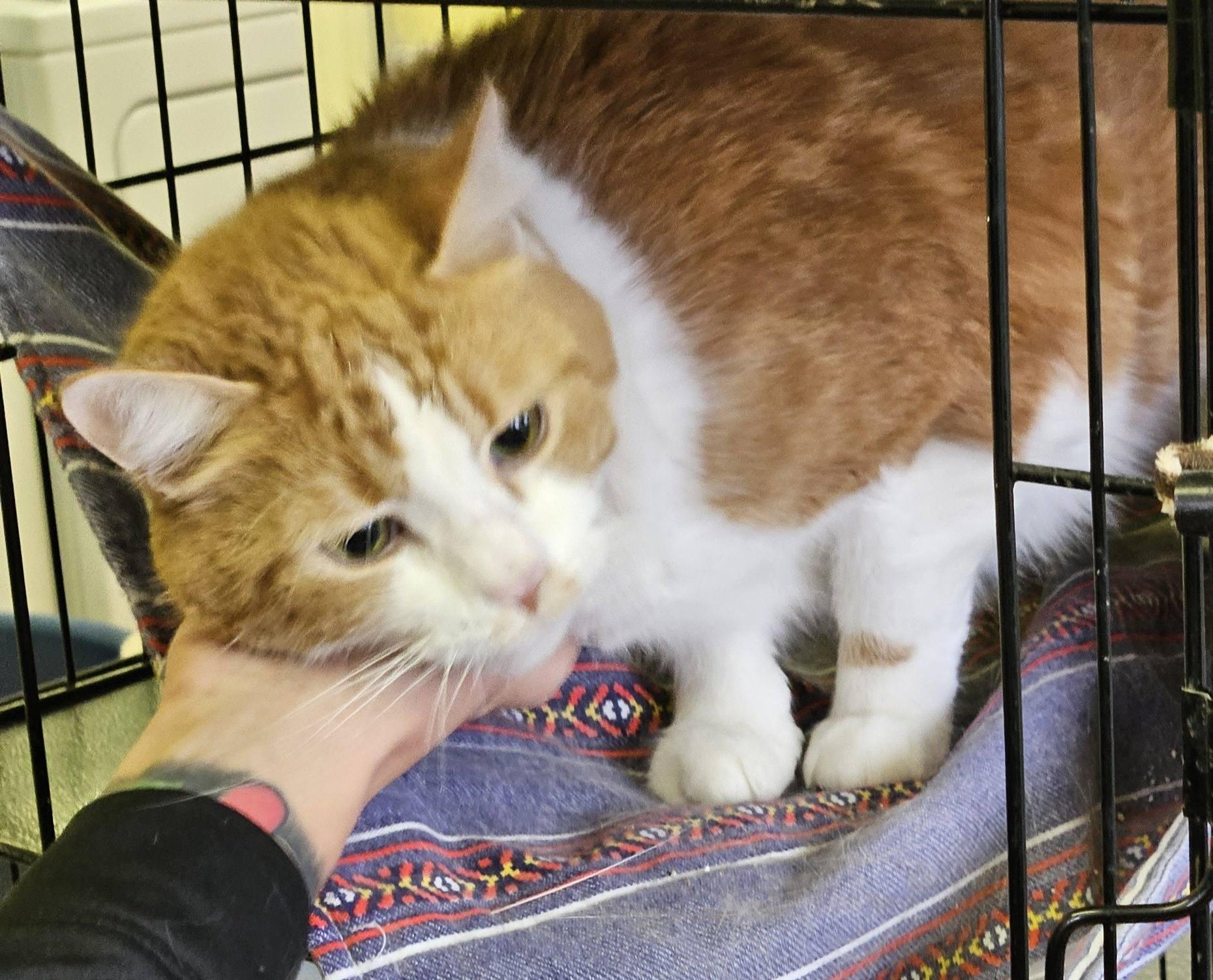 Dooley, a Adoptable Domestic Short Hair in Lawrenceburg, KY image 1/3