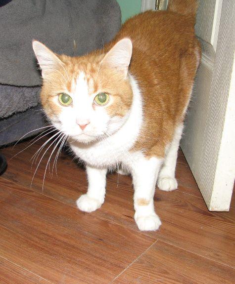 Dooley, a Adoptable Domestic Short Hair in Lawrenceburg, KY image 4/6