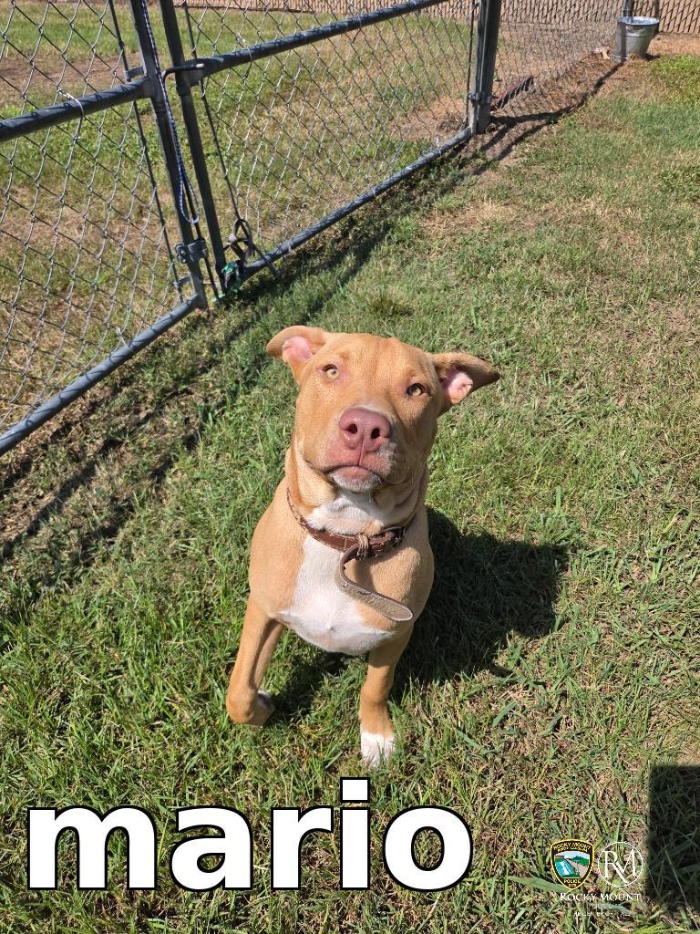 Enlarge mario, a Adoptable Pit Bull Terrier in Rocky Mount, NC image 1/1