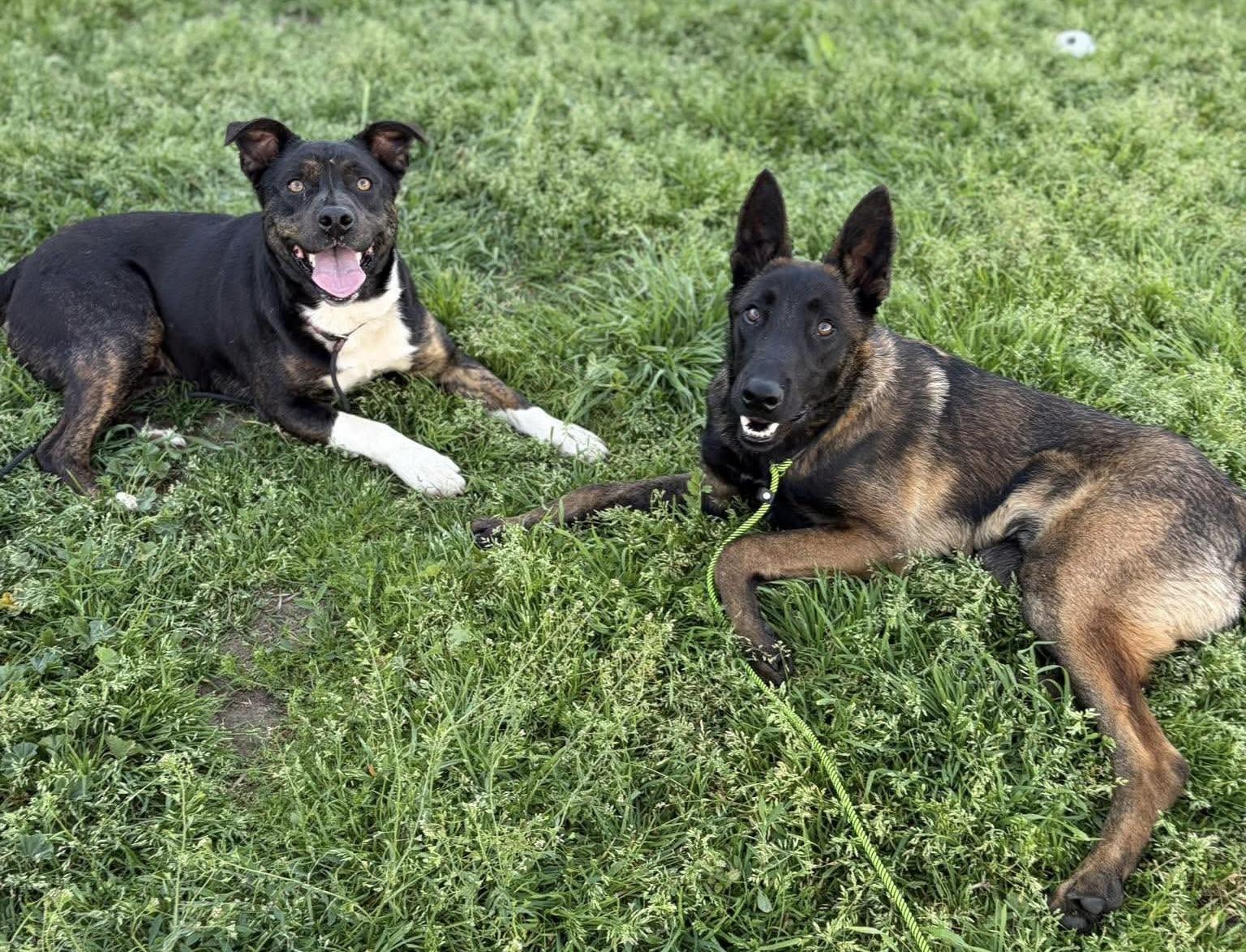 Enlarge Ren, an adopted Belgian Shepherd / Malinois in Kuna, ID image 2/4