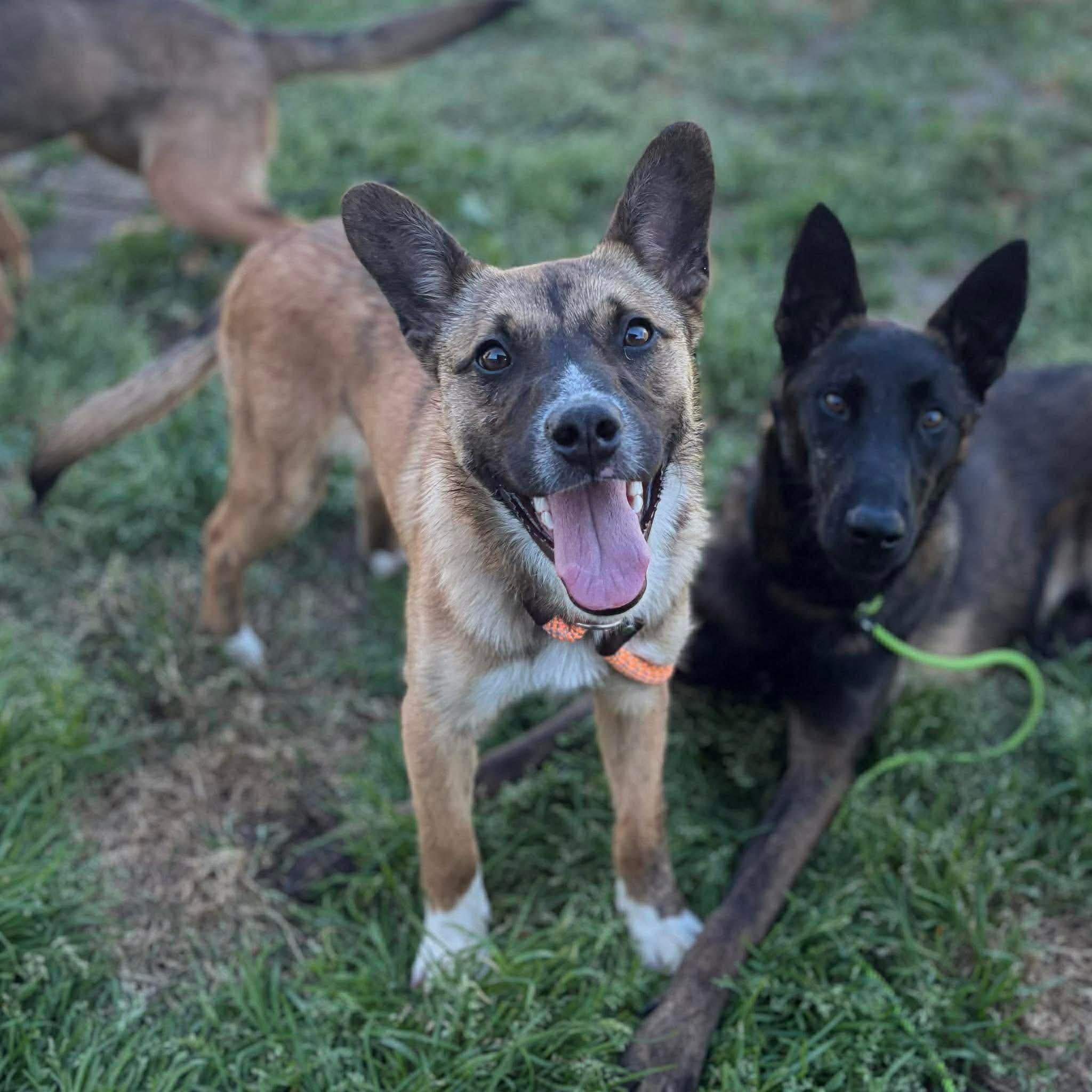 Enlarge Ren, an adopted Belgian Shepherd / Malinois in Kuna, ID image 3/4