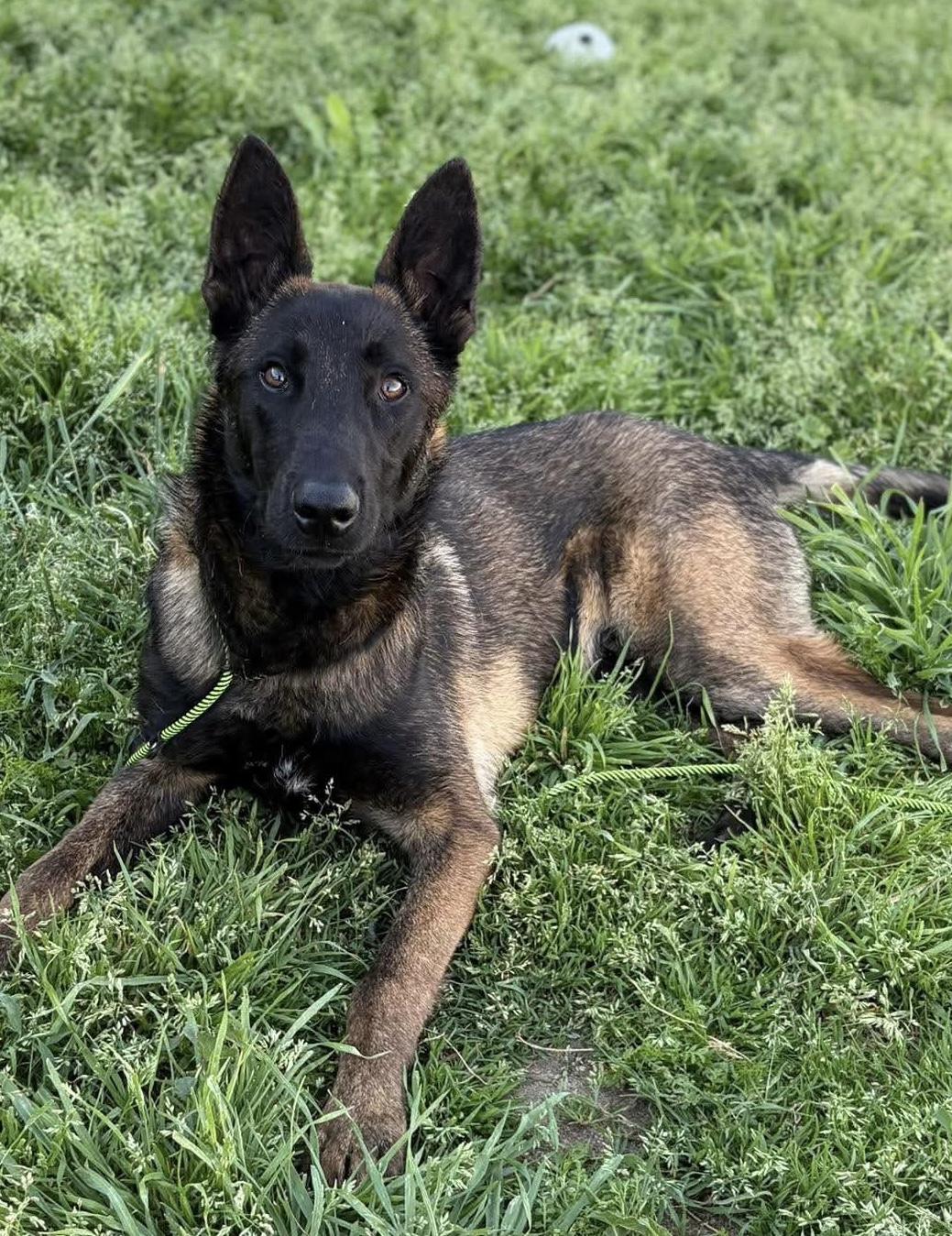 Ren, adopted, Young Male Belgian Shepherd / Malinois.