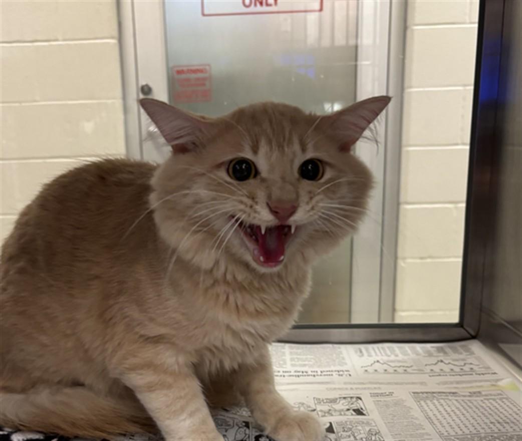 Butters A212540