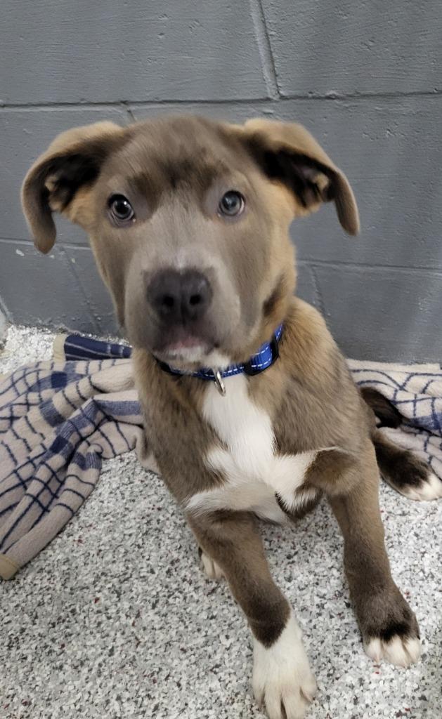 Enlarge River, a Adopted mixed breed in Medford, WI image 1/1