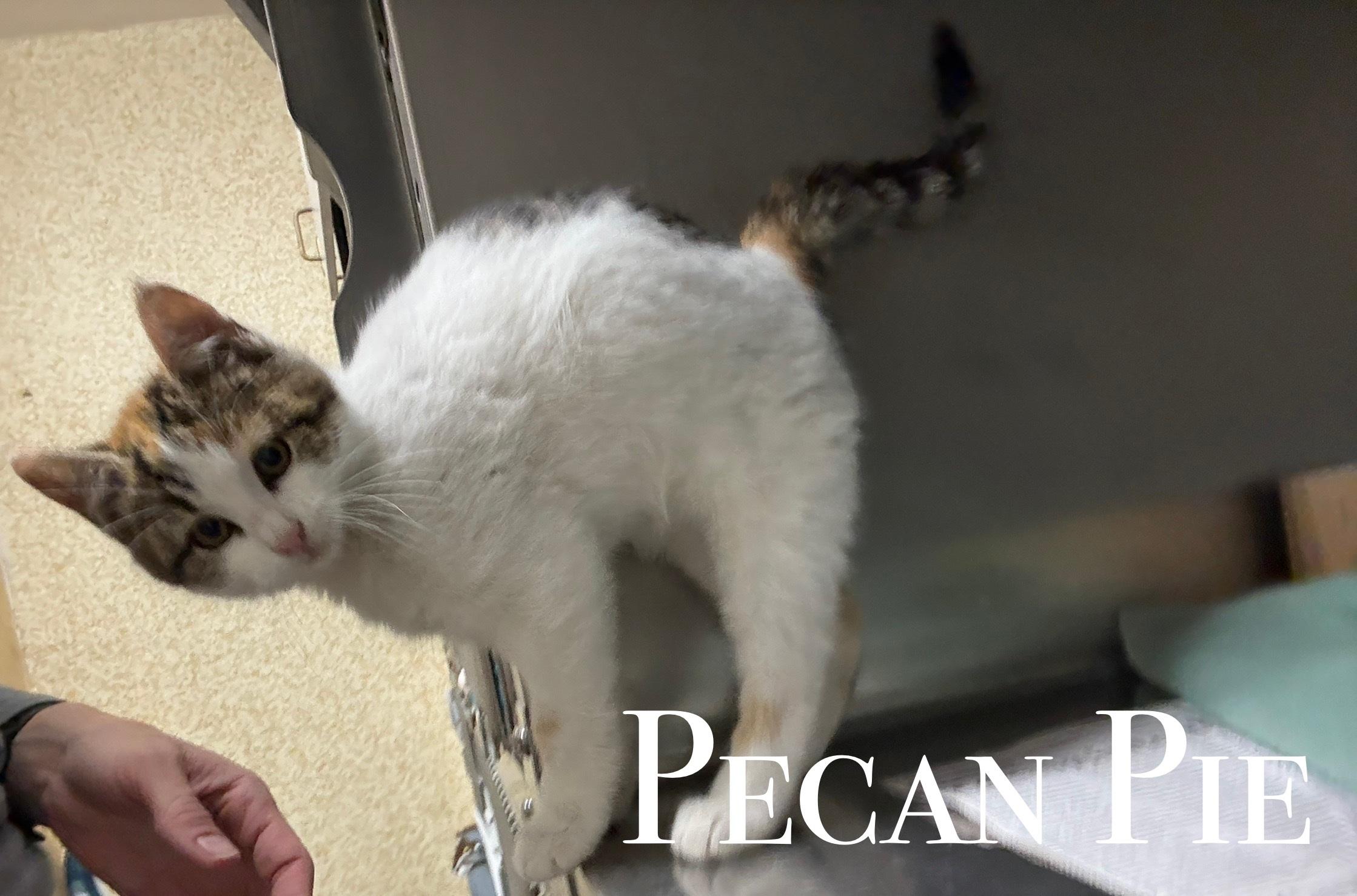 Pecan Pie