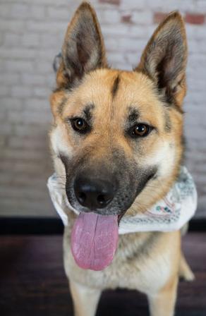 Enlarge Rocket, a ADOPTABLE mixed breed in Little Falls, MN image 1/2