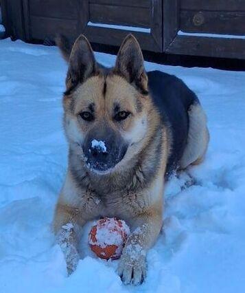 Rocket, ADOPTABLE, Adult Male German Shepherd Dog.