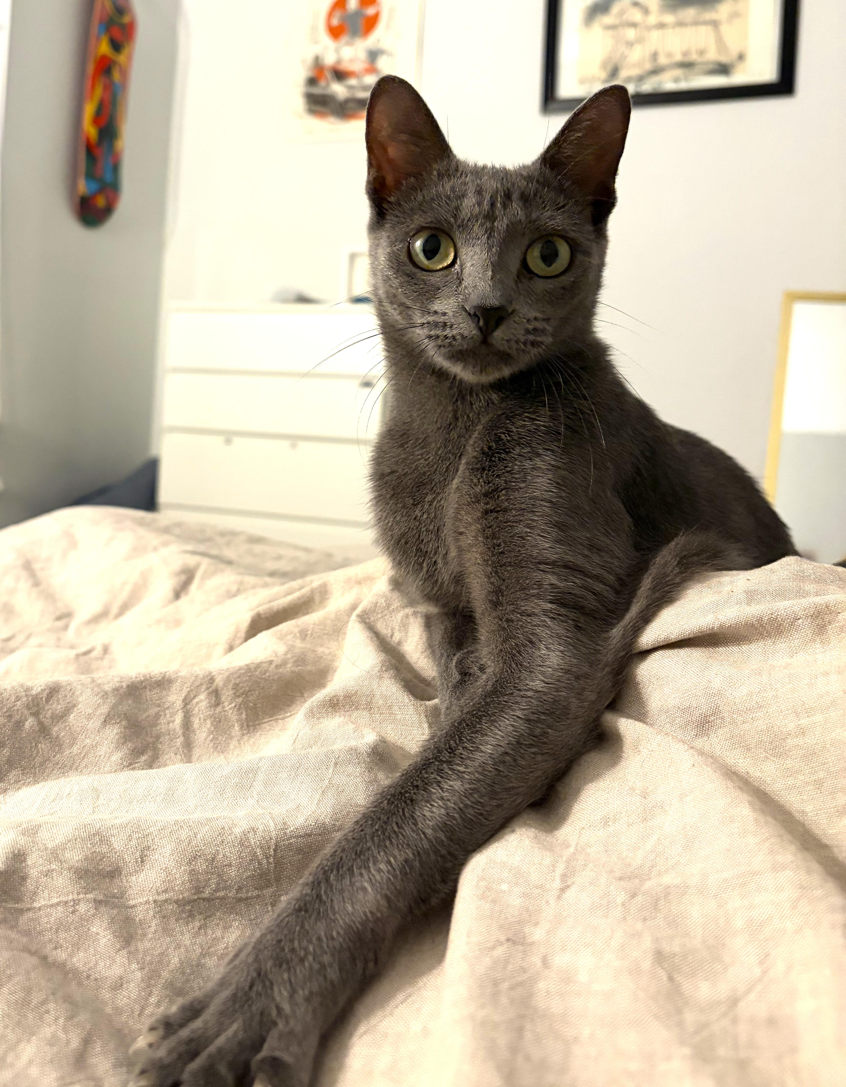 Lua, a ADOPTABLE Domestic Short Hair in Denver, CO image 5/5