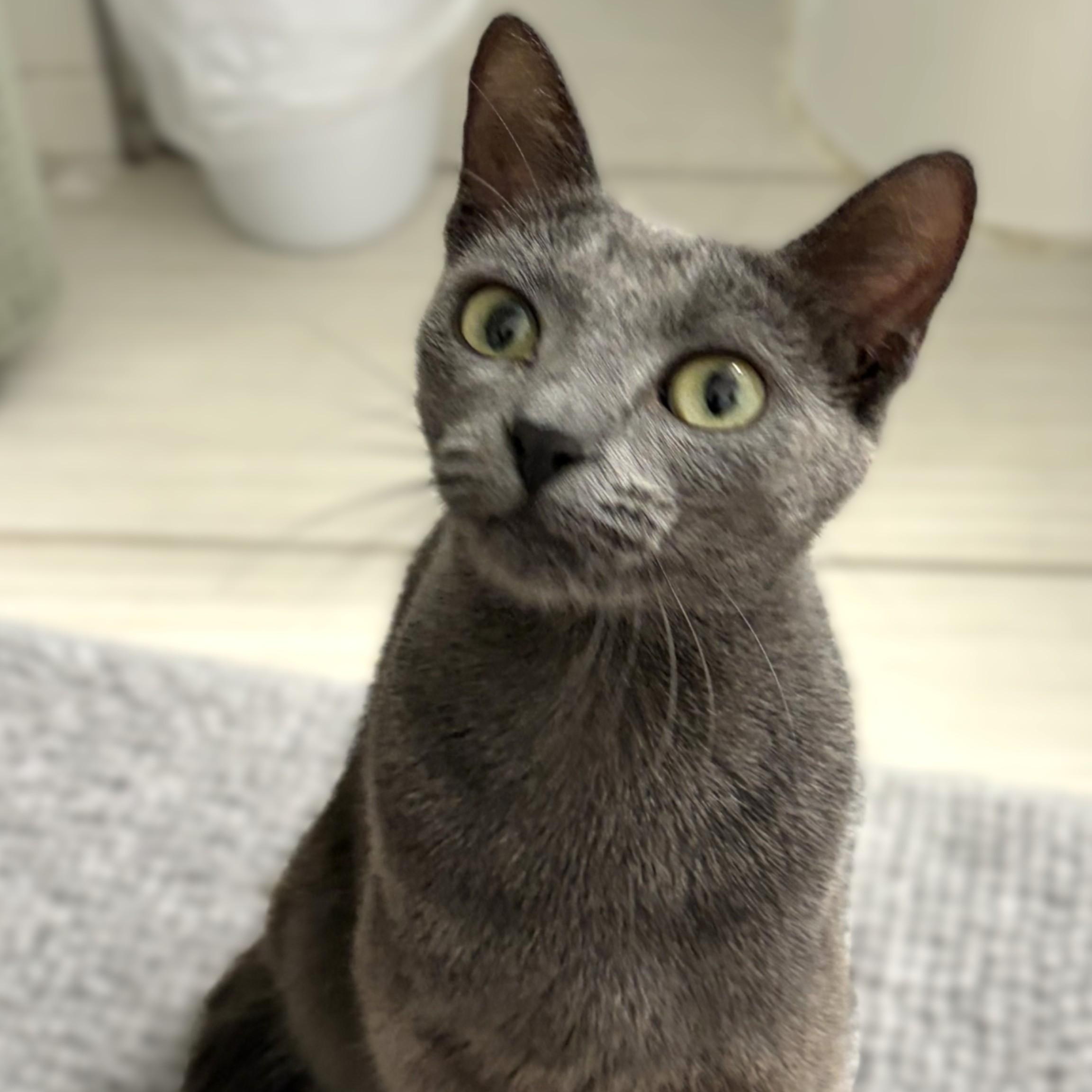 Lua, ADOPTABLE, Young Female Domestic Short Hair.