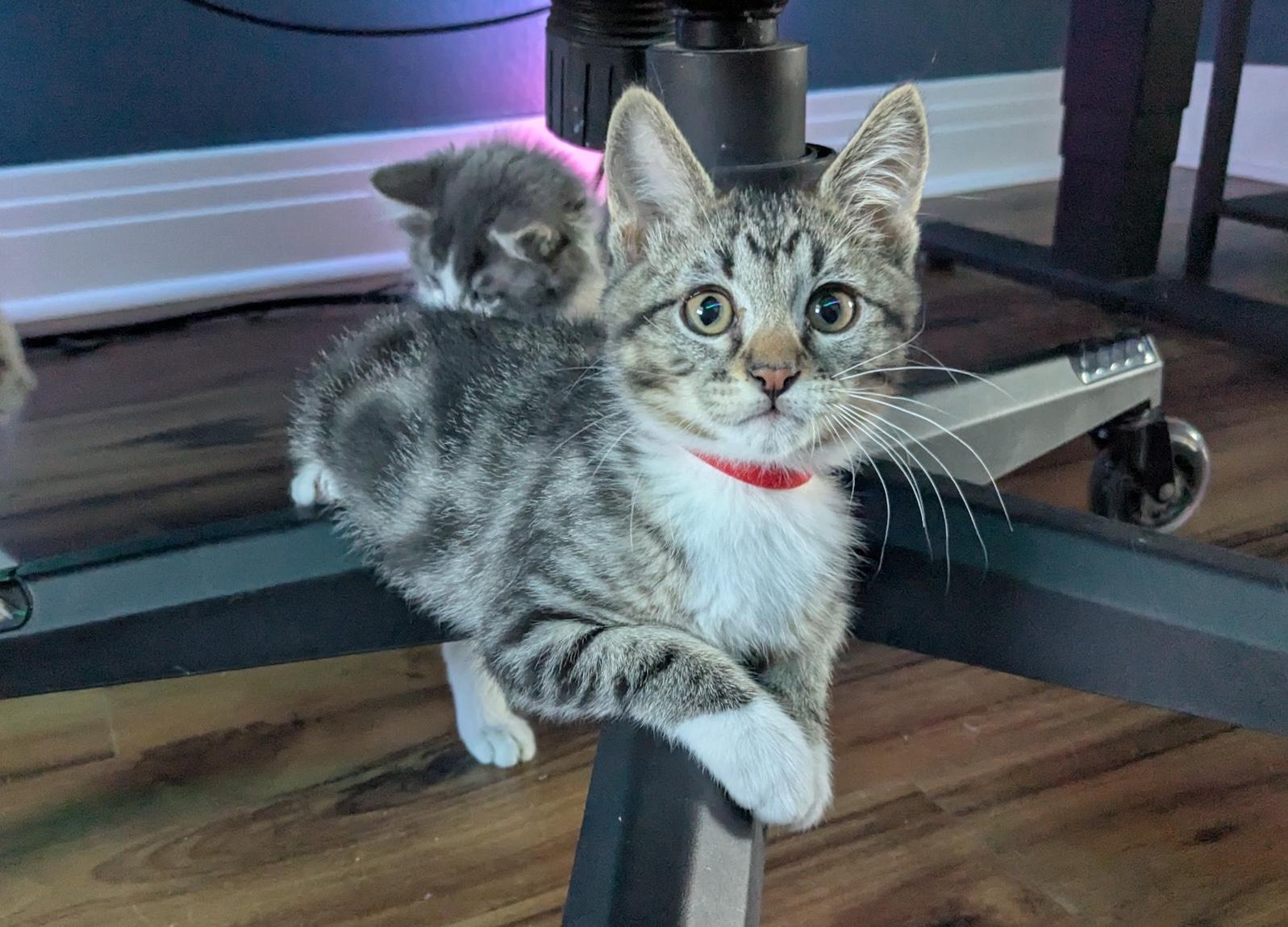 Lyre, a ADOPTABLE Domestic Short Hair in Denver, CO image 4/6