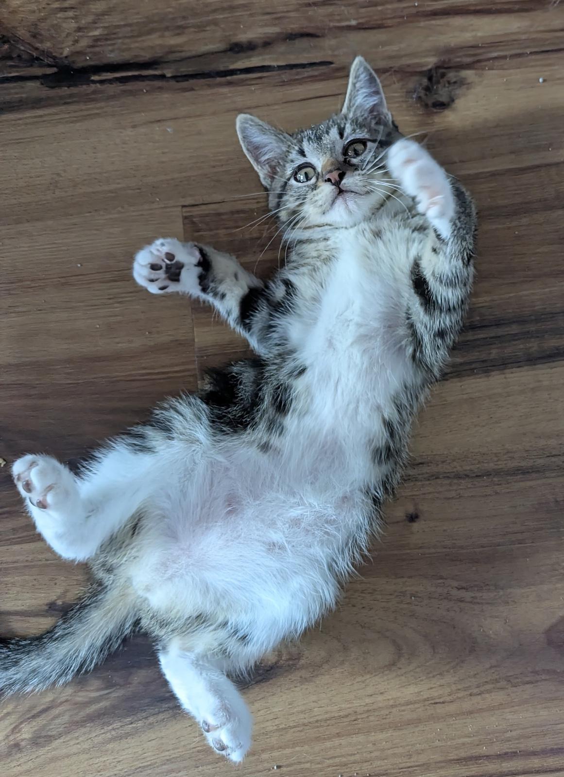 Lyre, a ADOPTABLE Domestic Short Hair in Denver, CO image 5/6