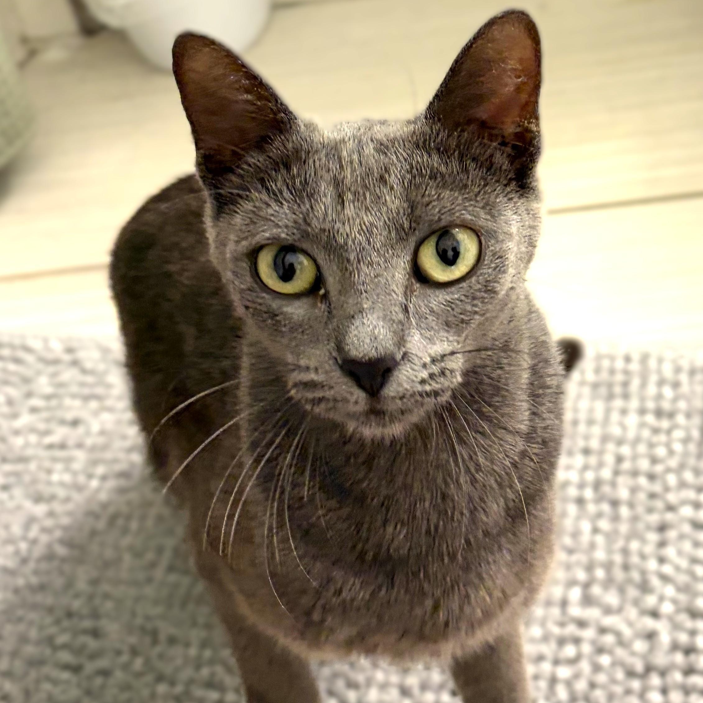 Lyre, a ADOPTABLE Domestic Short Hair in Denver, CO image 1/6
