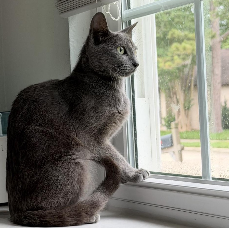 Lyre, a ADOPTABLE Domestic Short Hair in Denver, CO image 6/6