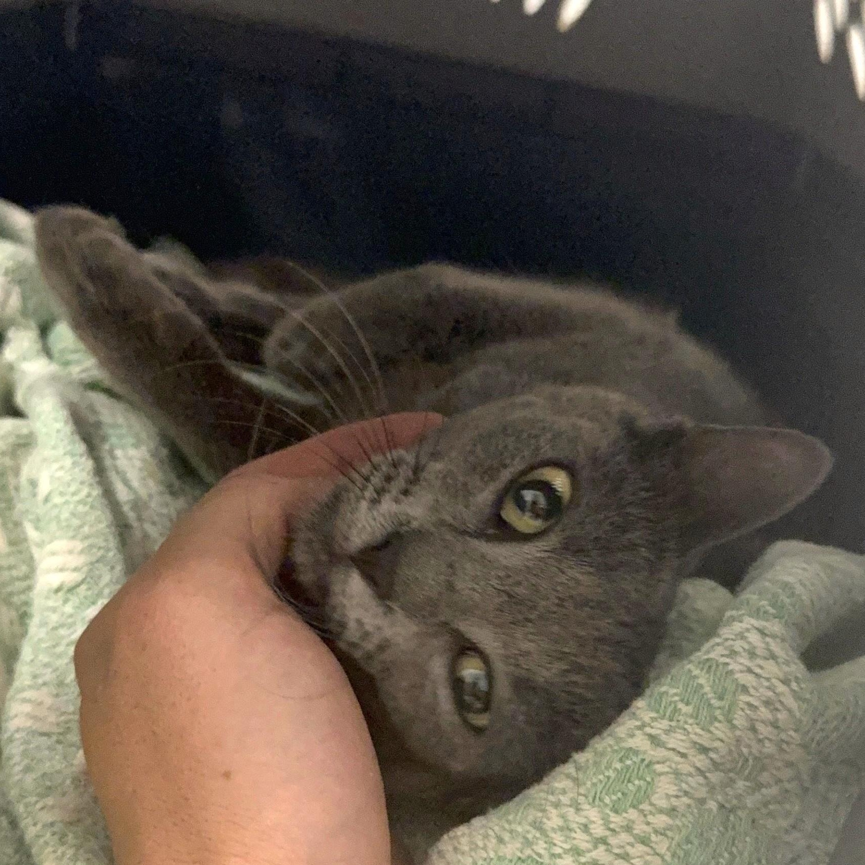 Lyre, a ADOPTABLE Domestic Short Hair in Denver, CO image 2/6