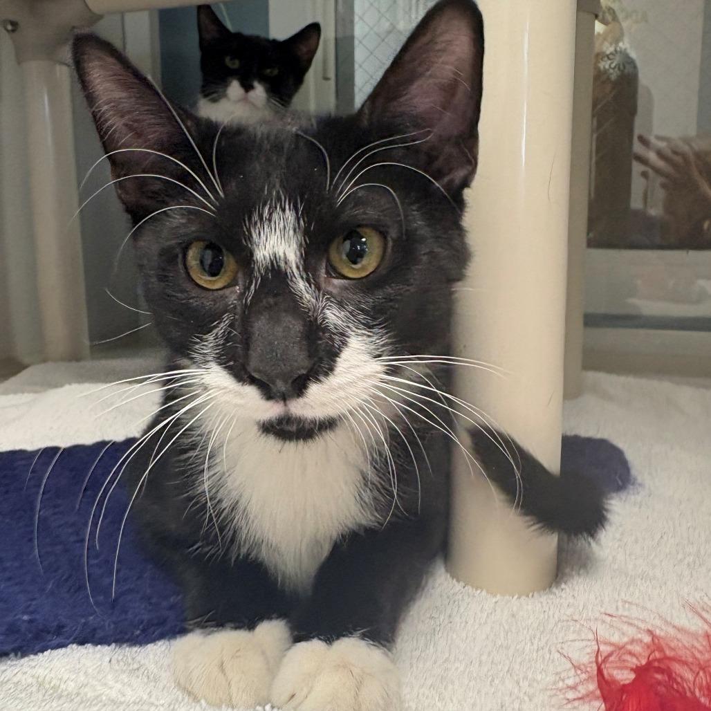 Brad, Adoptable, Kitten Male Domestic Short Hair.