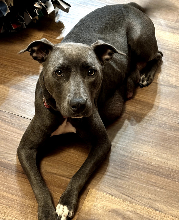 Merry, a Adoptable mixed breed in Rocklin, CA image 1/3