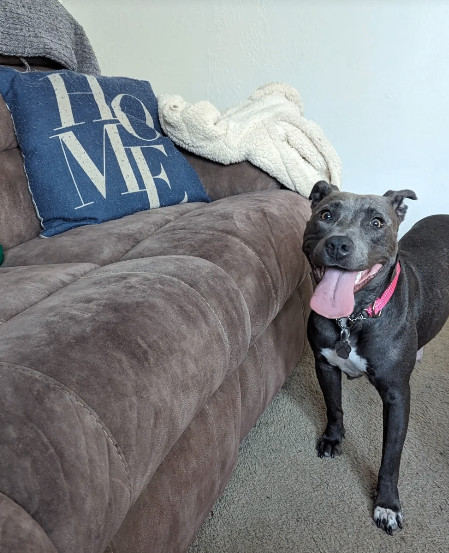 Merry, a Adoptable mixed breed in Rocklin, CA image 2/3