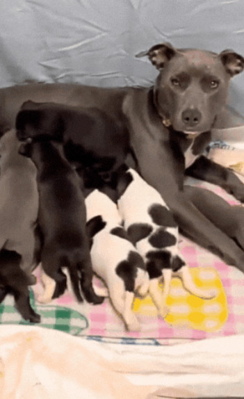 Merry, a Adoptable mixed breed in Rocklin, CA image 3/3