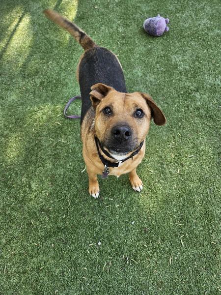 JJ, Adoptable, Adult Male Pit Bull Terrier & Shepherd.
