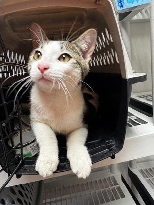 Anjel, Adoptable, Adult Male Domestic Short Hair & Domestic Short Hair.