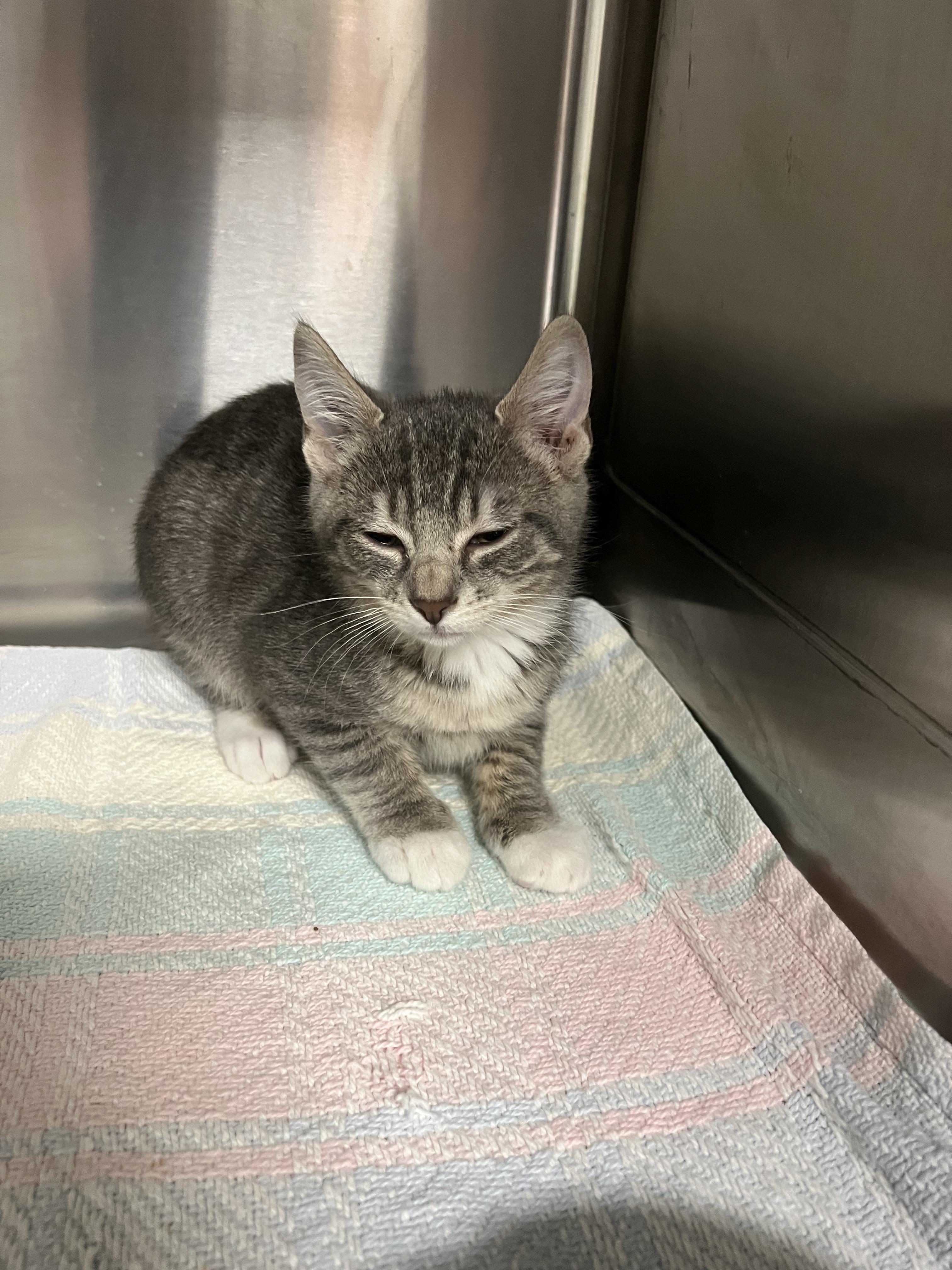 Mykonos, Adoptable, Kitten Male Domestic Short Hair.