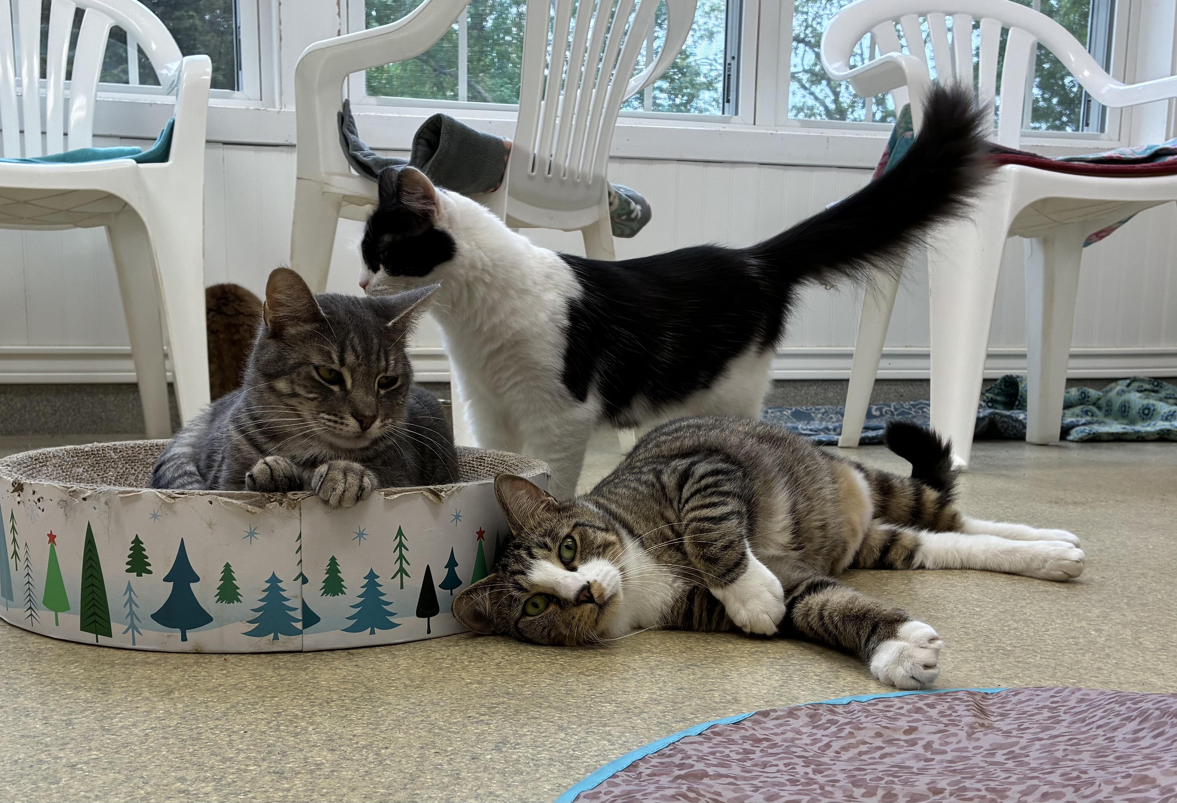 Kirande, a ADOPTABLE Domestic Short Hair in Westbrook, CT image 4/5