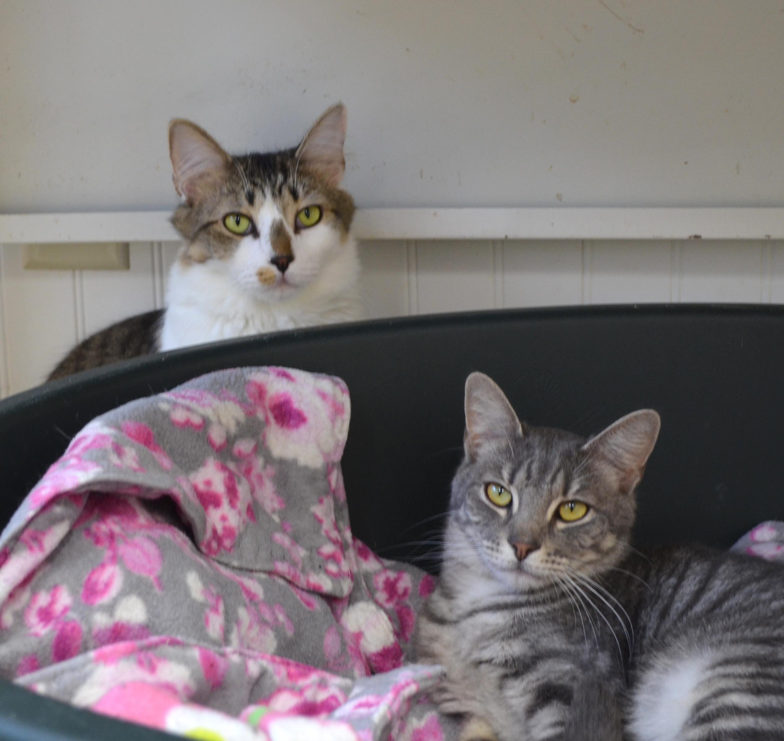 Kirande, a ADOPTABLE Domestic Short Hair in Westbrook, CT image 5/5
