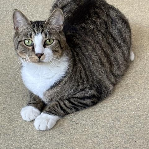 Kirande, a ADOPTABLE Domestic Short Hair in Westbrook, CT image 1/5