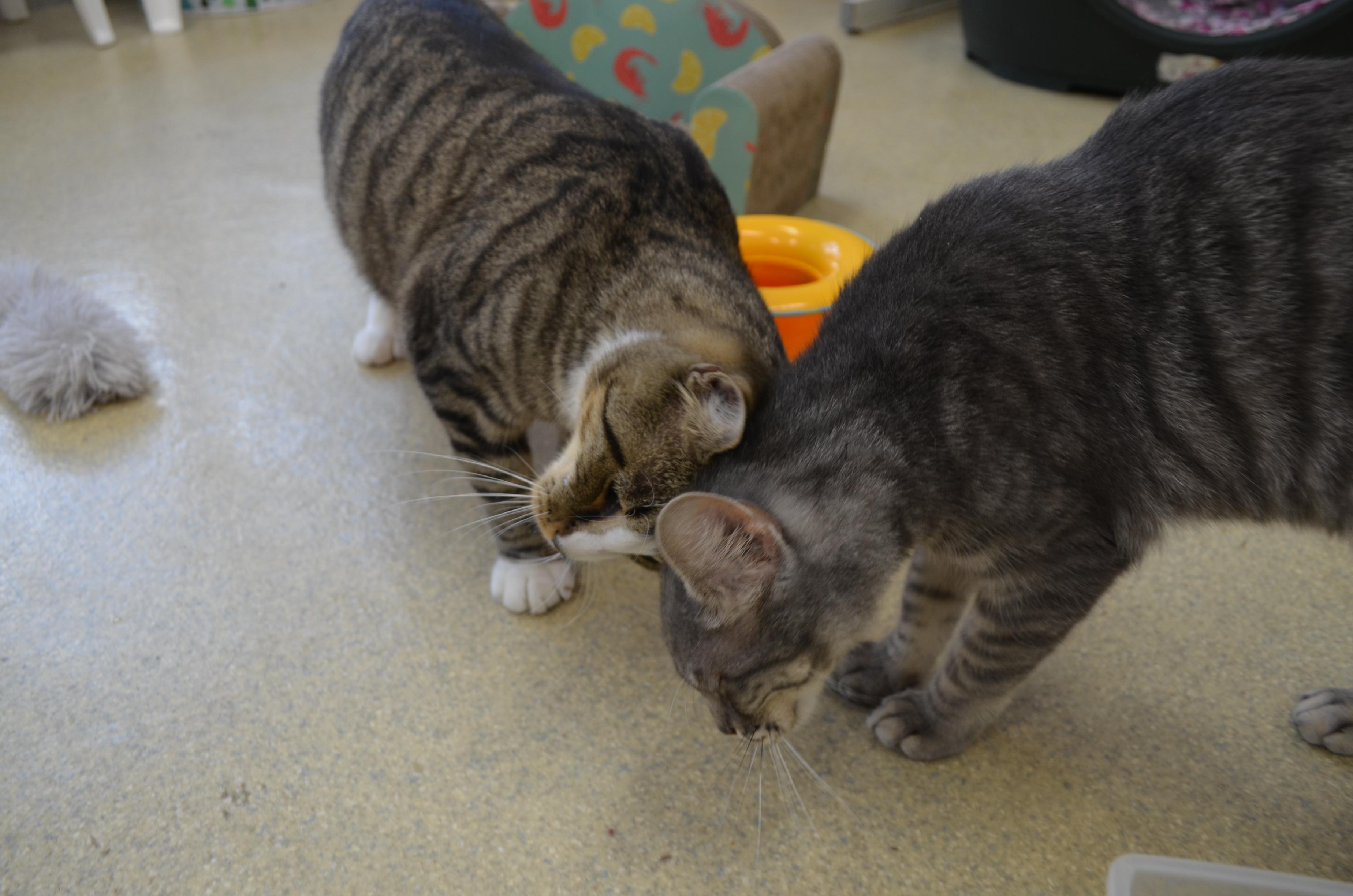 Kirande, a ADOPTABLE Domestic Short Hair in Westbrook, CT image 3/5