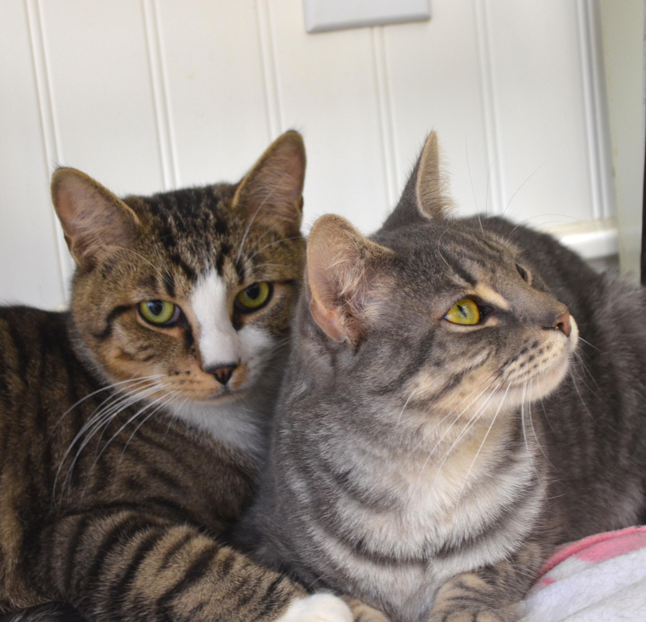Kirande, a ADOPTABLE Domestic Short Hair in Westbrook, CT image 2/5