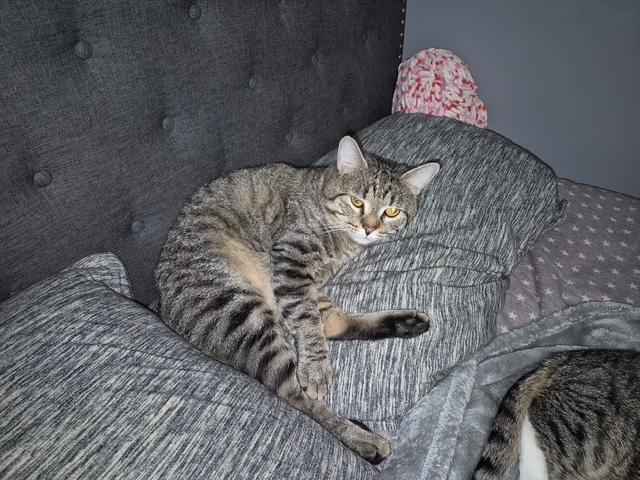 Simba, ADOPTABLE, Young Male Tiger.