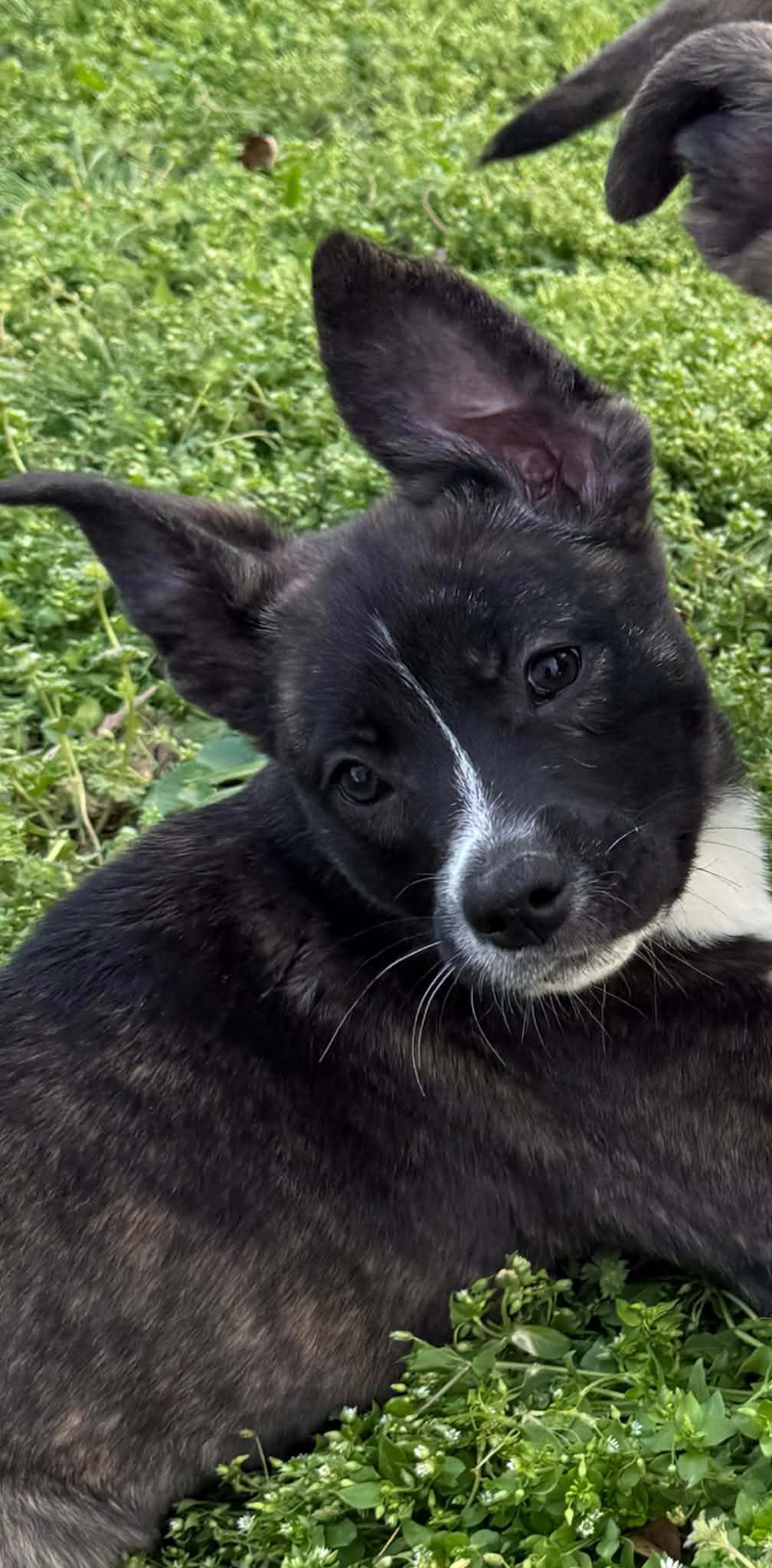 Enlarge Flower, a ADOPTABLE Mixed Breed in Northwood, NH image 2/2